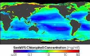 sea chlorophyll concentration